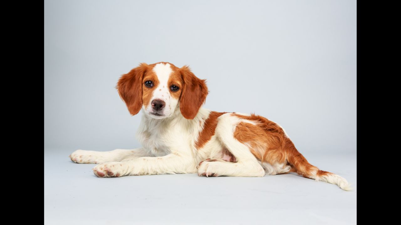 <strong>Name:</strong> Laney.  <strong>Age: </strong>13 weeks.  <strong>Breed:</strong> Brittany spaniel mix.