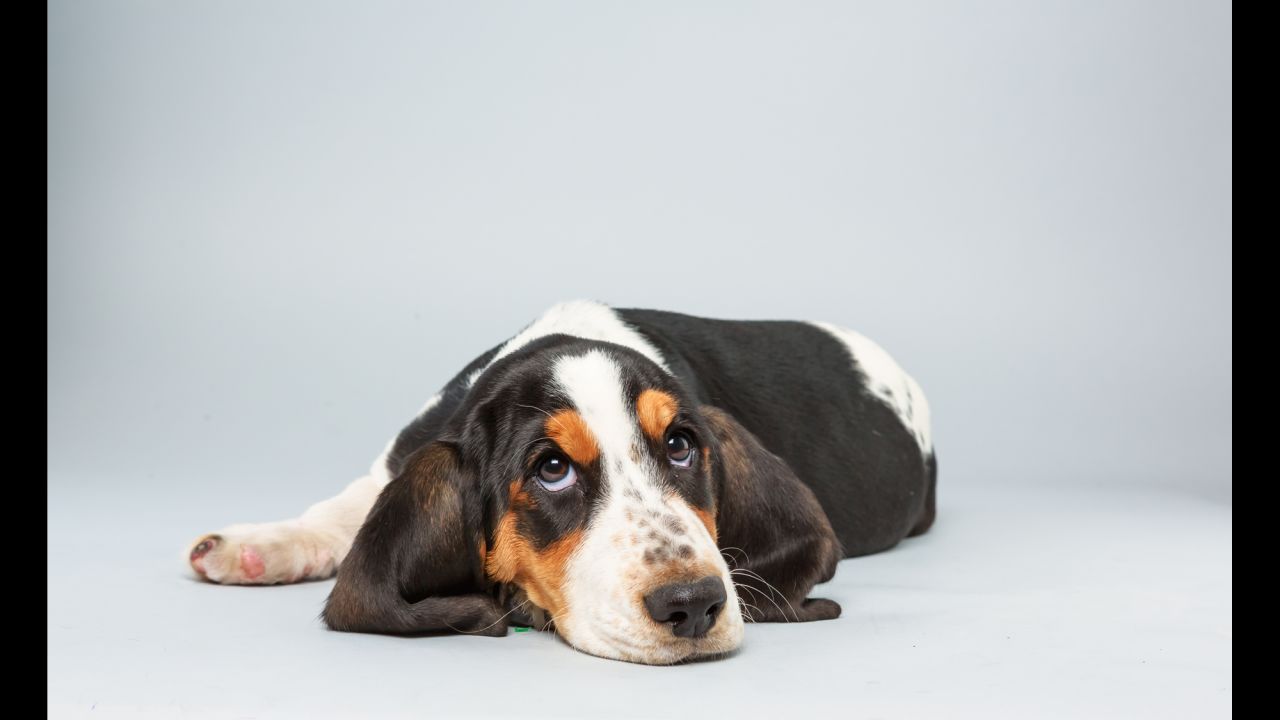 <strong>Name:</strong> Lily.  <strong>Age: </strong>13 weeks.  <strong>Breed:</strong> Basset hound.
