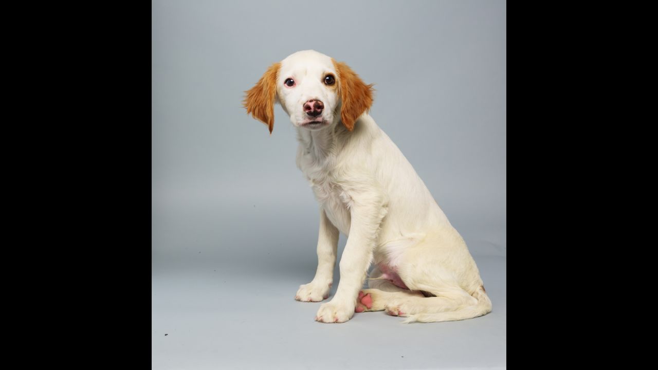 <strong>Name:</strong> Loren.  <strong>Age: </strong>14 weeks.  <strong>Breed:</strong> Brittany spaniel mix.