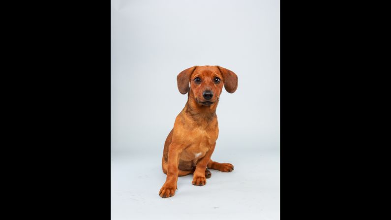 <strong>Name:</strong> Mandy.  <strong>Age: </strong>17 weeks.  <strong>Breed:</strong> Dachshund hound mix.
