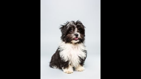 <strong>Name: </strong>Pong.  <strong>Age: </strong>12 week.s  <strong>Breed: </strong>Havanese Shih Tzu mix.