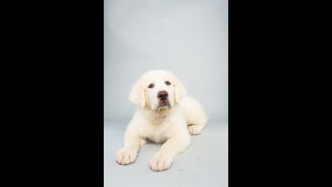 <strong>Name:</strong> Shyla. <strong>Age:</strong> 14 weeks. <strong>Breed: </strong>Great Pyrenees.
