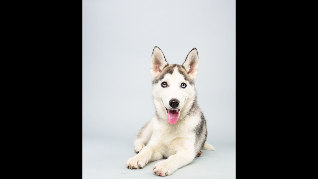 <strong>Name:</strong> Suri.  <strong>Age:</strong> 14 weeks.  <strong>Breed:</strong> Siberian husky.