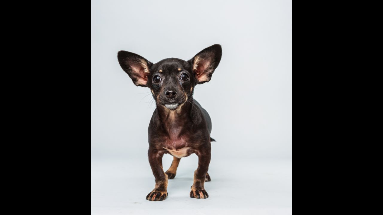 <strong>Name: </strong>Ullie.  <strong>Age: </strong>12 weeks.  <strong>Breed: </strong>Chihuahua dachshund mix.