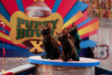 During the puppy bowl, kittens provide the half-time entertainment.