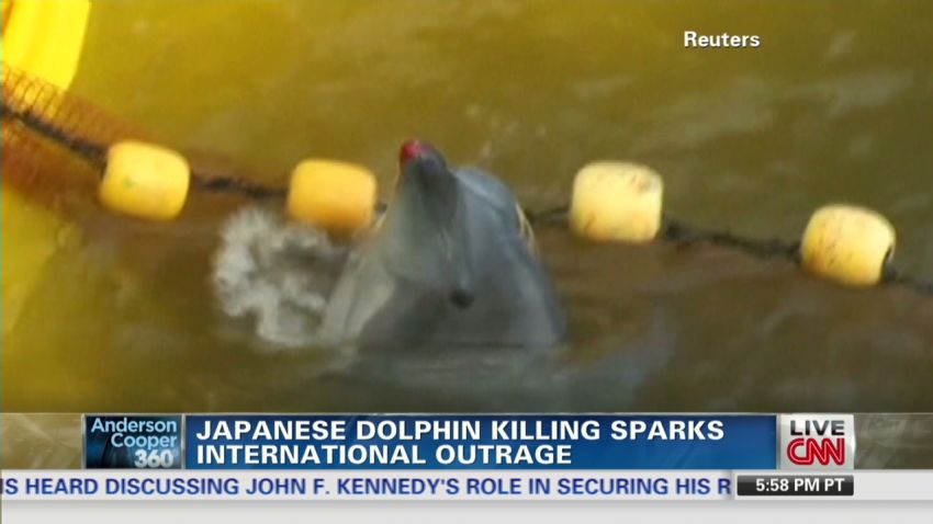 Japanese Dolphin Hunt Sparks Outrage Cnn