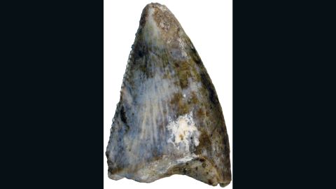 This fossilized tooth belonged to an abelisaur -- a carnivorous, bipedal animal that stood 20 feet tall