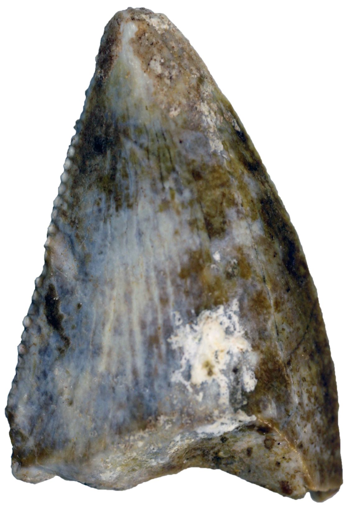 This fossilized tooth belonged to an abelisaur -- a carnivorous, bipedal animal that stood 20 feet tall