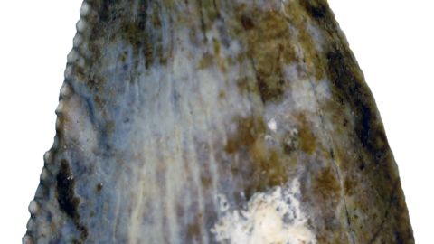first dinosaur bones discovered