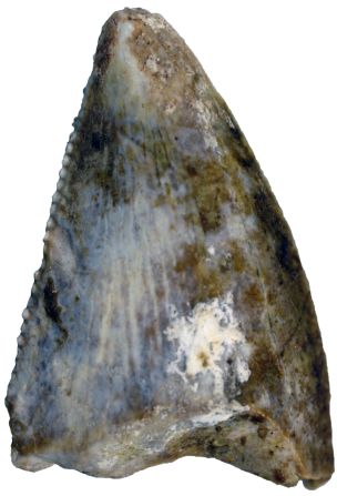 También descubrieron fósiles de unos cuantos dientes de un terópodo o, más específicamente, un abelisáurido (un carnívoro bípedo de más o menos 6 metros de largo).
