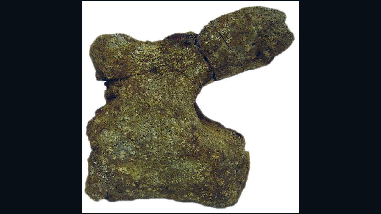 This fossilized vertebrae belonged once formed part of the tail of a "Brontosaurus-like" sauropod called a titanosaur