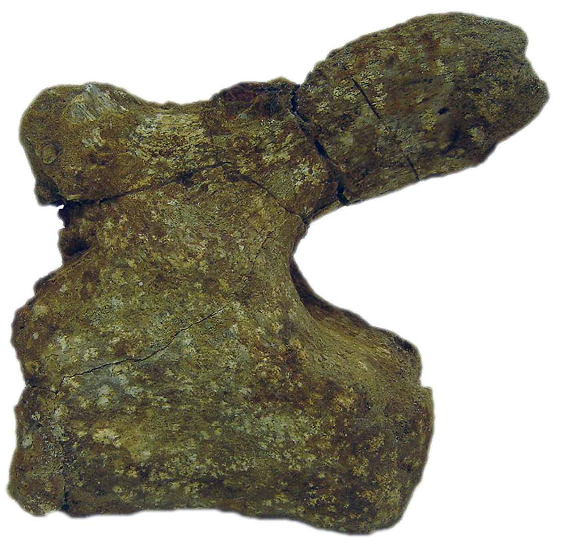 This fossilized vertebrae belonged once formed part of the tail of a "Brontosaurus-like" sauropod called a titanosaur