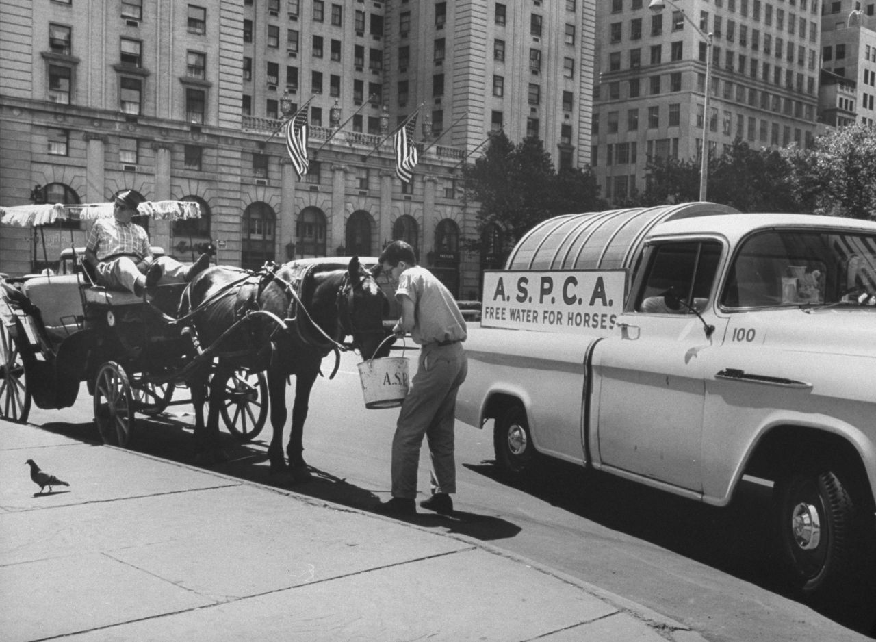 A representative from the  ASPCA waters a horse during a 1963 heat wave in New York.