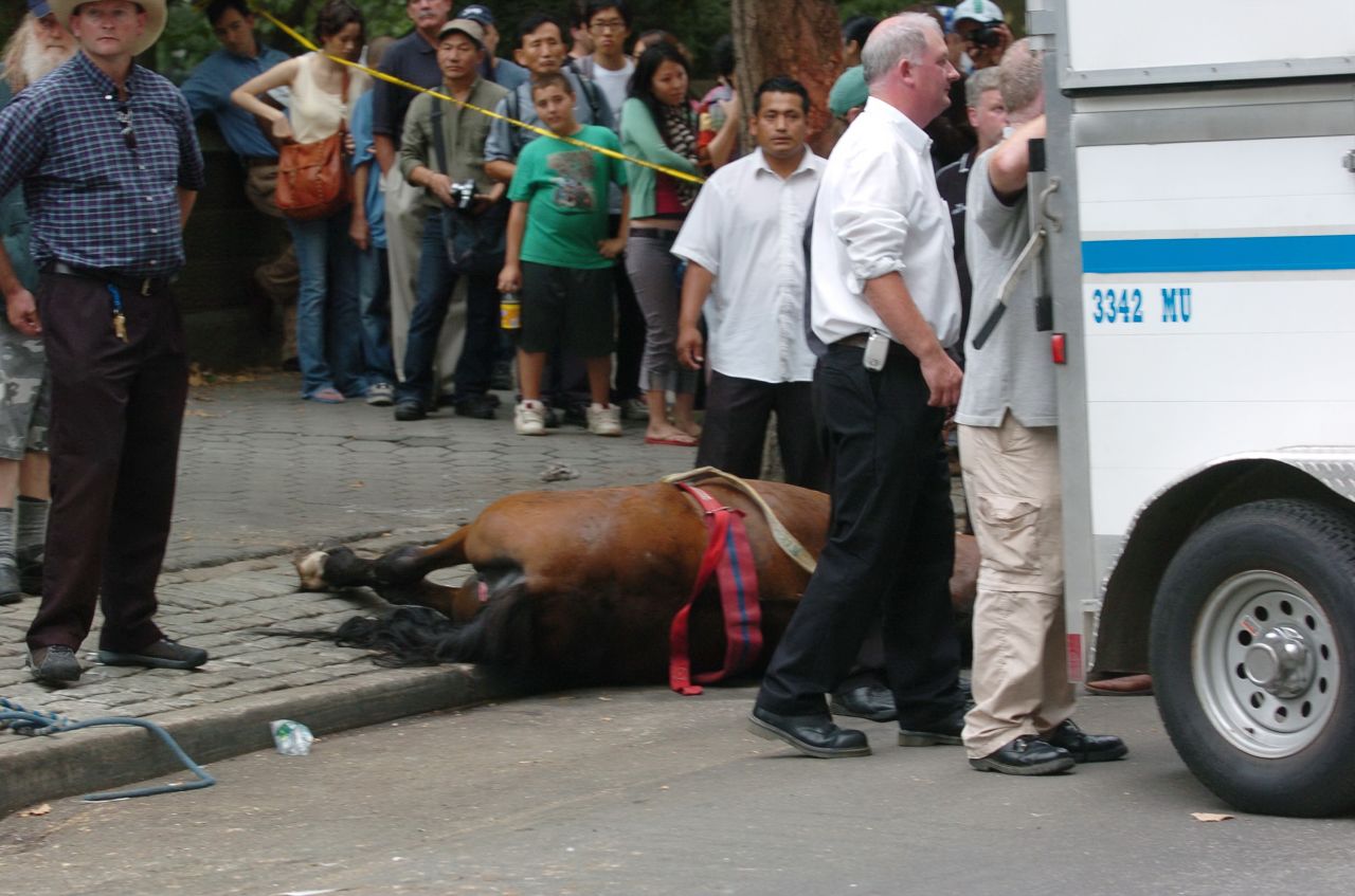 A carriage horse named Smoothie lies dead after a sudden noise made her bolt onto the sidewalk. She died of shock after she got stuck between two poles and panicked on Central Park South in September, 2007.