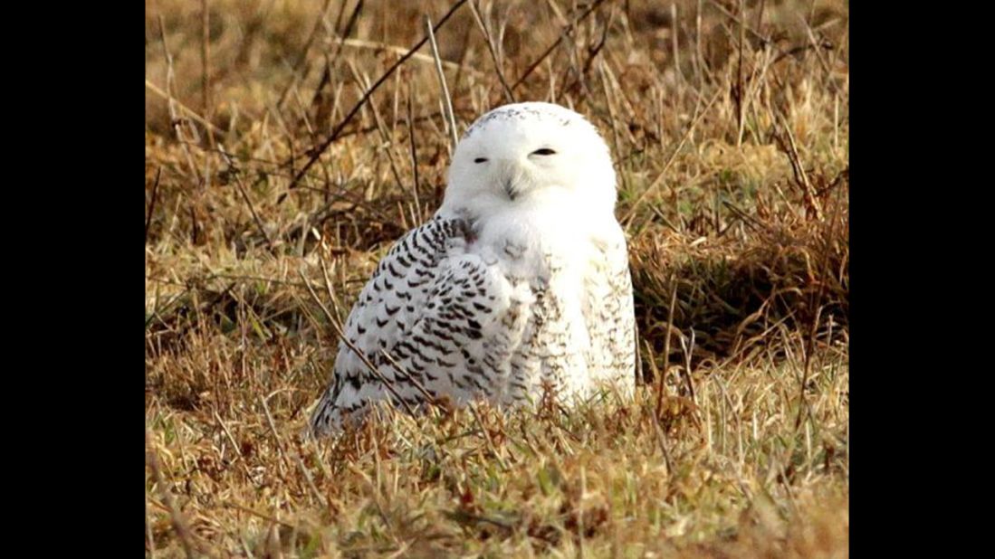 Learn more about the secretive Snowy Owl at a Norman Bird Sanctuary guided bird walk.