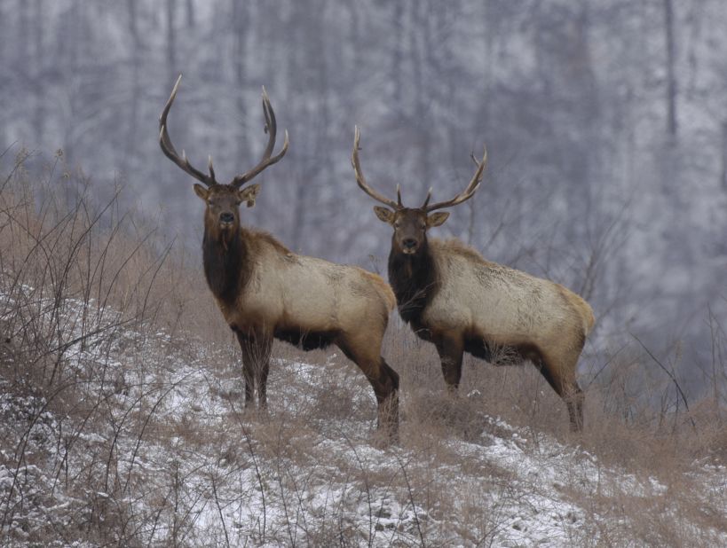 You'll have to get up early to spot the elk at the preserve near Buckhorn Lake State Resort Park.