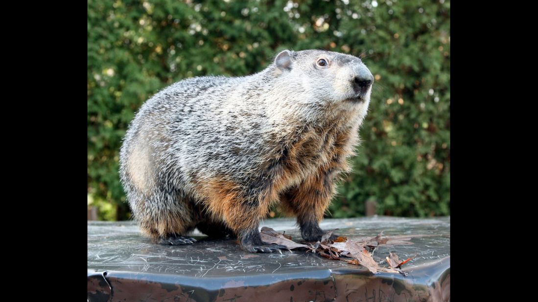 Head to Gobbler's Knob to spot Punxsutawney Phil, whose February 2 appearance is meant to predict how much longer winter will last. 
