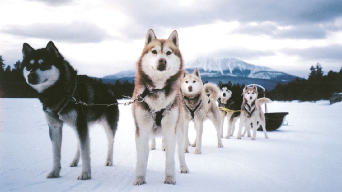 Learn how professional mushers lead their dog teams on beginner dog sledding trips in Maine.