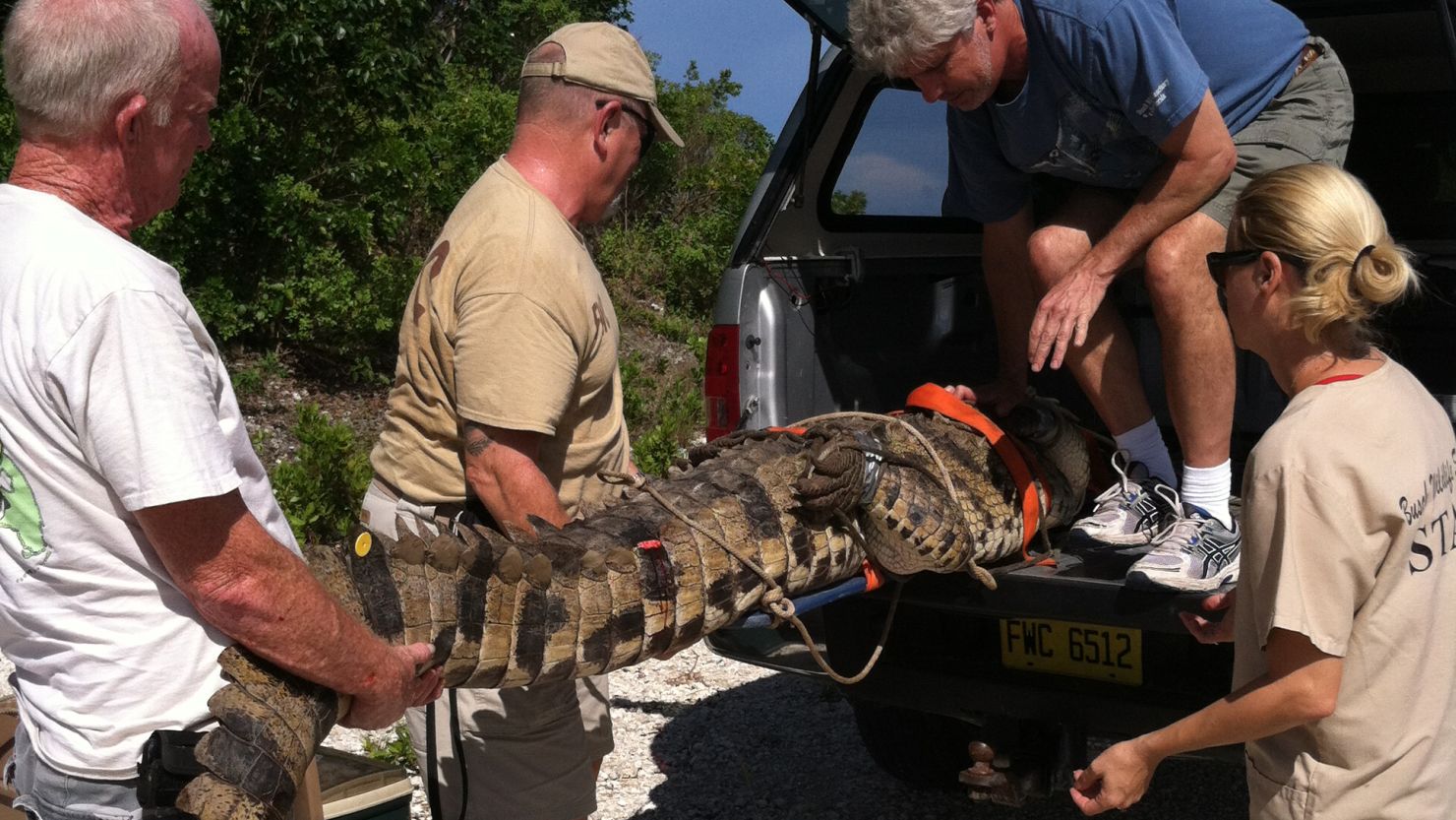 The state of Florida is hiring more crocodile response agents to handle complaints from residents.