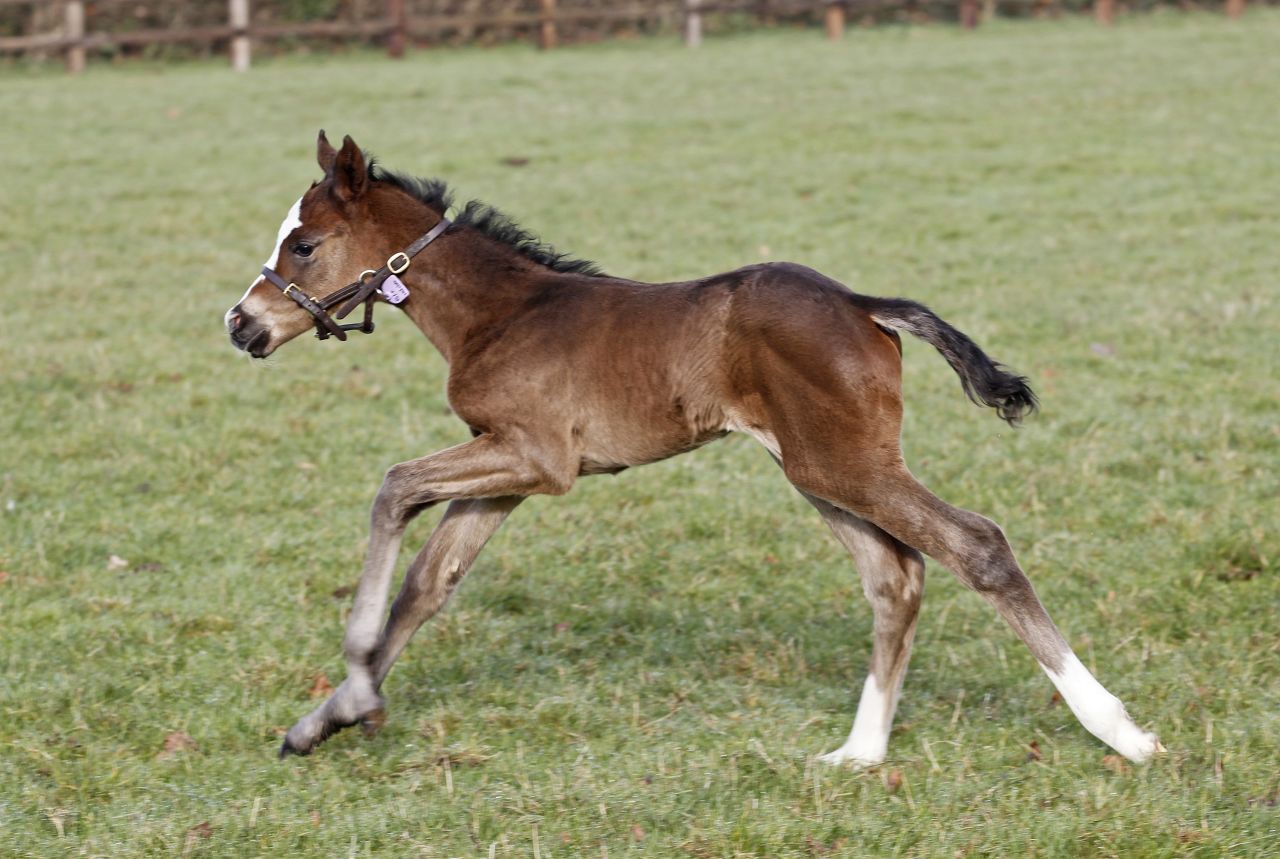 The first filly of legendary racehorse Frankel runs around his new surroundings in Newmarket, England, just days after his birth.