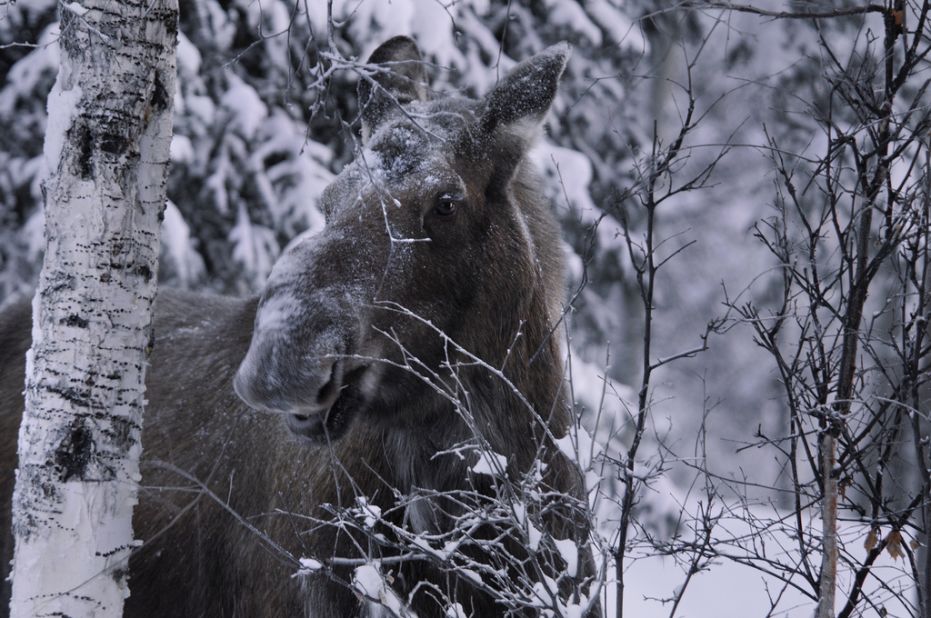 Let moose have the right of way when you spot them in Alaska, or anywhere else for that matter. 