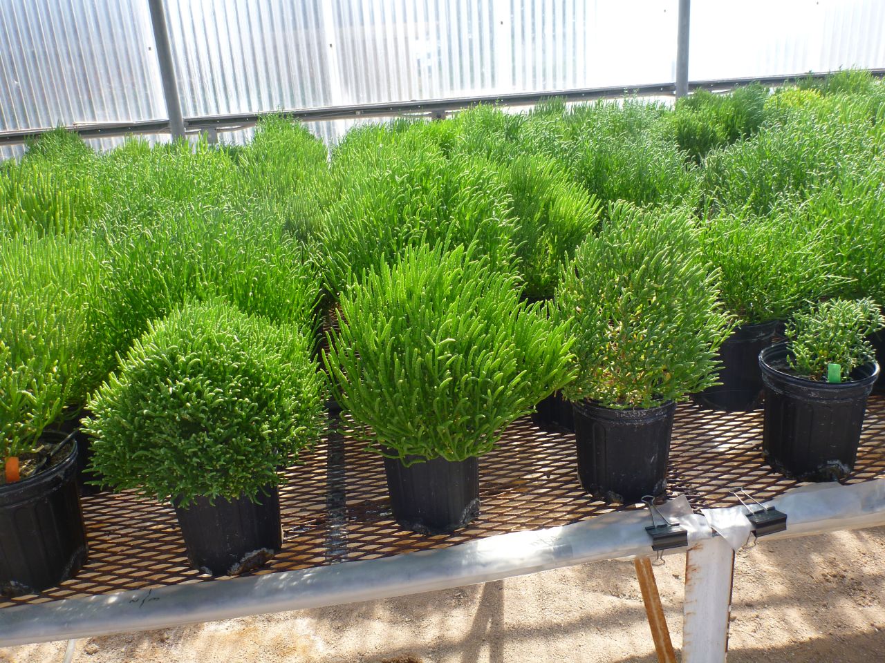 Desert plant halophyte (pictured) has been found to produce biofuel more efficiently than other well-known feedstocks.