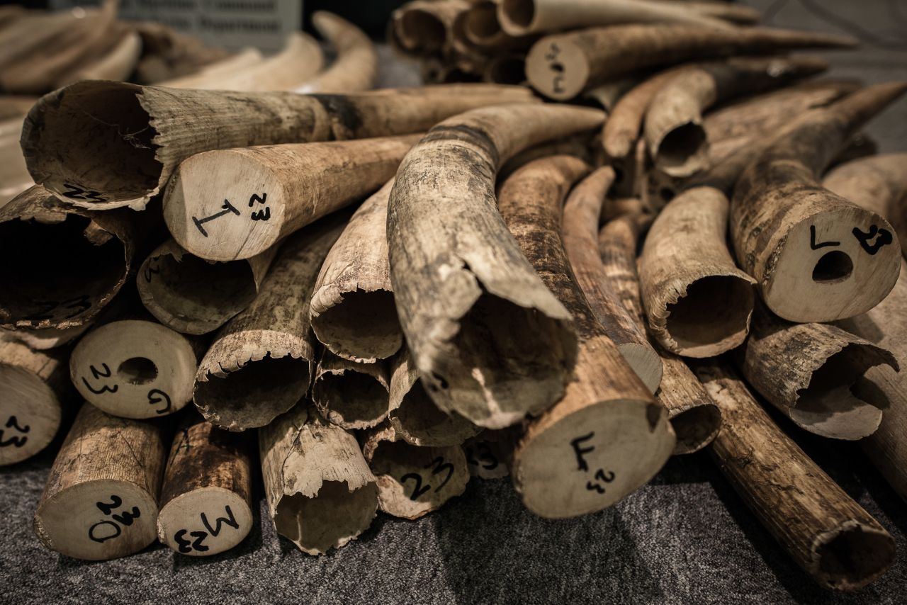 Ivory tusks seized by the Hong Kong Customs in a series of anti-smuggling operations last year are expected to be demolished soon. 