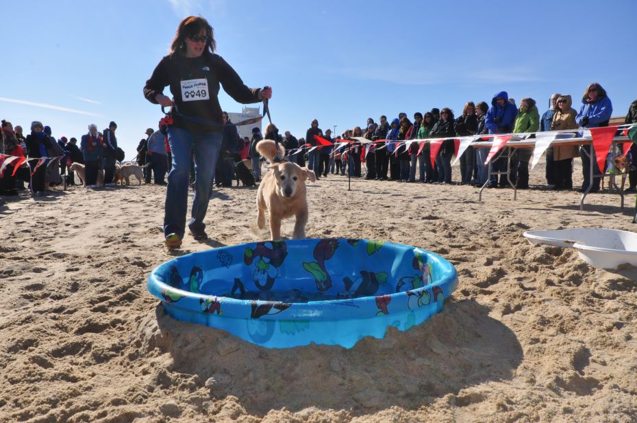 Daring dogs might go for the Pooch Plunge as part of the Polar Bear Plunge Weekend Festival benefiting Special Olympics Delaware.