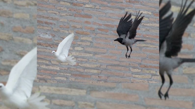 Una paloma perdió plumas al recibir el ataque de la gaviota mientras que la otra fue perseguida por un cuervo.
