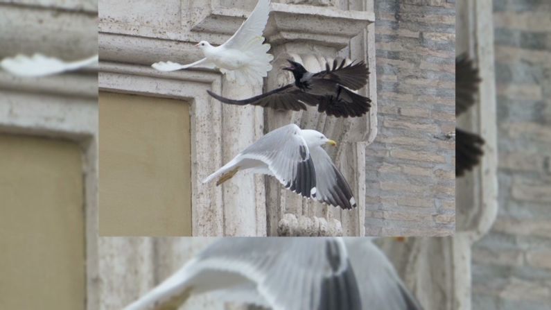 Una gaviota y un cuervo atacaron a las dos palomas de paz del papa Francisco en la plaza de San Pedro.