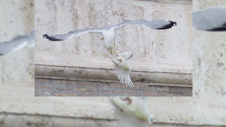 La gaviota y el cuervo se abalanzaron contra las palomas justo después de que fueran liberadas.