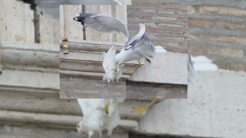 Pope's doves attacked_00001706.jpg