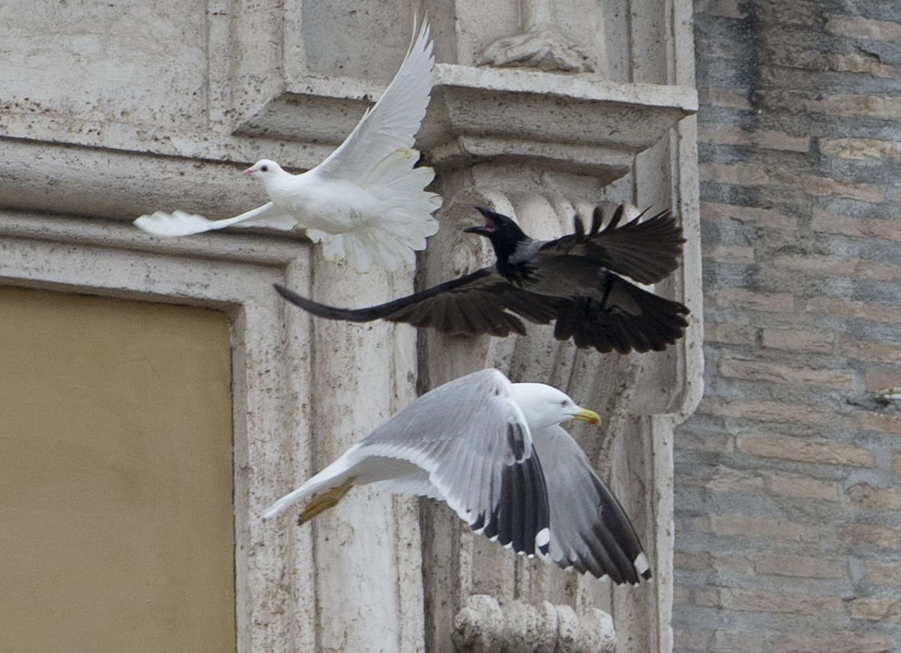 Una de las palomas es perseguida por un cuervo.