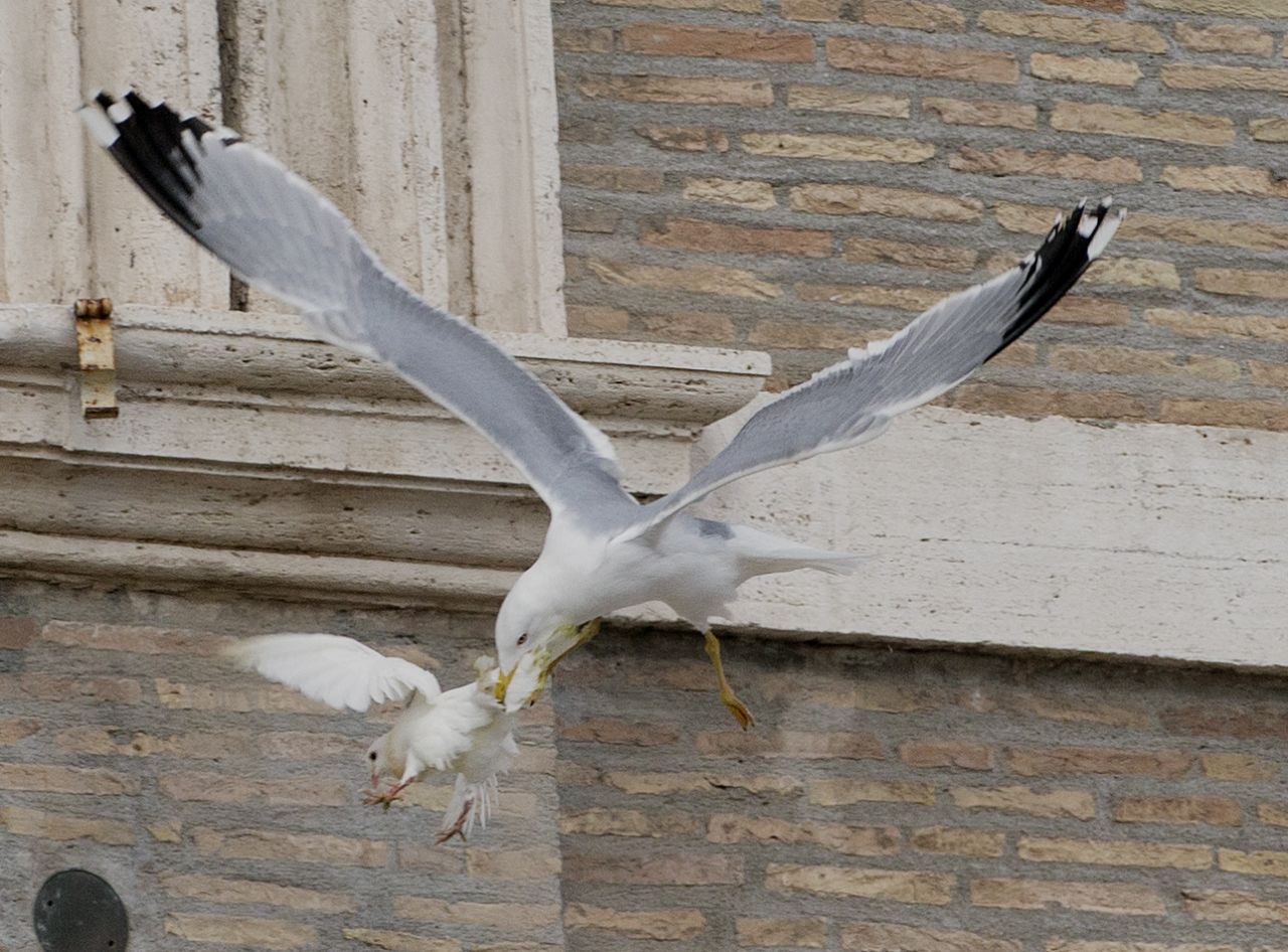 Una gaviota ataca a una de las palomas. Algunos creen que el ataque a las palomas es un mal presagio.