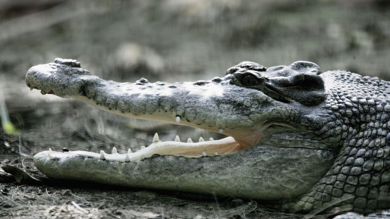 File photo of saltwater Crocodile, Australia's most dangerous predator.