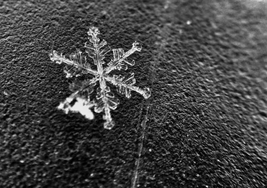 Throughout January, Goodman photographed snowflakes after snowstorms would come through his area.