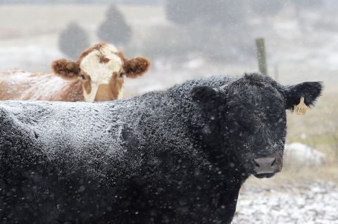 Snow falls on cattle at Todd Galliher's farm in Harmony, North Carolina, on January 28.