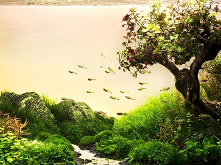 It takes from four months to a year for an aquascape to mature. The one pictured above includes 17 types of plants and two species of tropical fish. - (Courtesy all4aquarium.ru)
