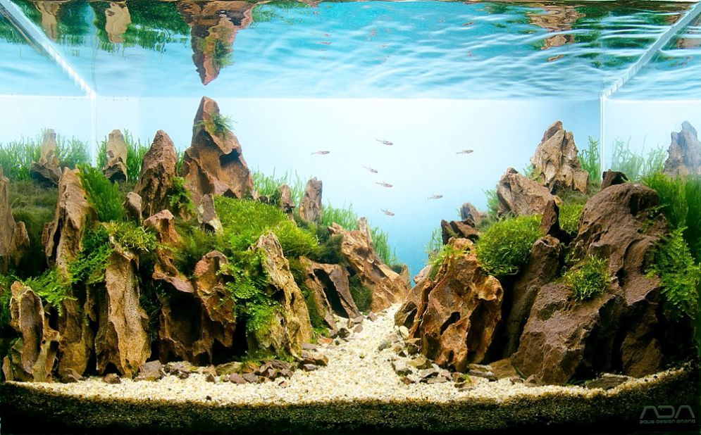 In this aquascape by Hungarian enthusiast Melinda Koncsik, water seems to transform into the sky, while ripples on the surface serve as clouds. The 20-liter tank includes red cherry shrimp. 