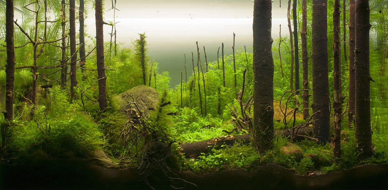 This aquarium by a Russian aquascaper is meant to recreate the Russian taiga. A judge at the International Planted Aquarium Design Contest praised it in these terms: "It looks so realistic: dead and fallen trees, green dense carpet of mosses and ferns, big anthills, rocks left there by glacier..."