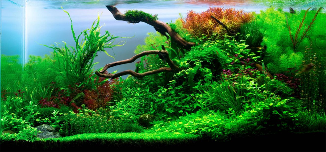 The Titan Prometheus gave humans fire, but this 200 liter tank could put out the flames. A Ukrainian aquascaper filled his aquarium with twenty different plants, including queen, phoenix, and stringy moss. 