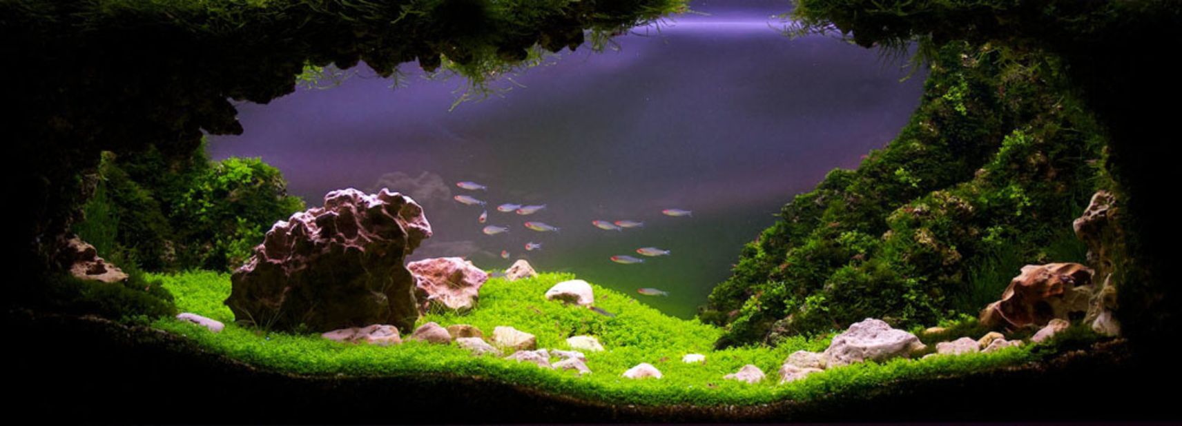 Aquascaping requires careful timing. Different plants come into bloom at different times, so designers must plan their tanks well in advance of any competition. Entitled "Stepping out into the valley", this tank was photographed six months after its Latvian acquascaper started it. 