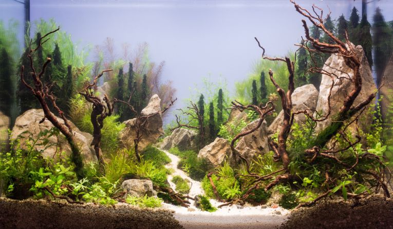 This Russian aquarium features several large rocks. Karen Randall, a board member at the <a href="http://www.aquatic-gardeners.org/" target="_blank" target="_blank">AGA</a>, says it is important for aquascapers to think of "hardscapes" around which to build their designs. "In the terrestrial garden, the gardener usually has to think more about the natural terrain he or she has to work with," she says. "The only thing we start with is 4 glass walls." 