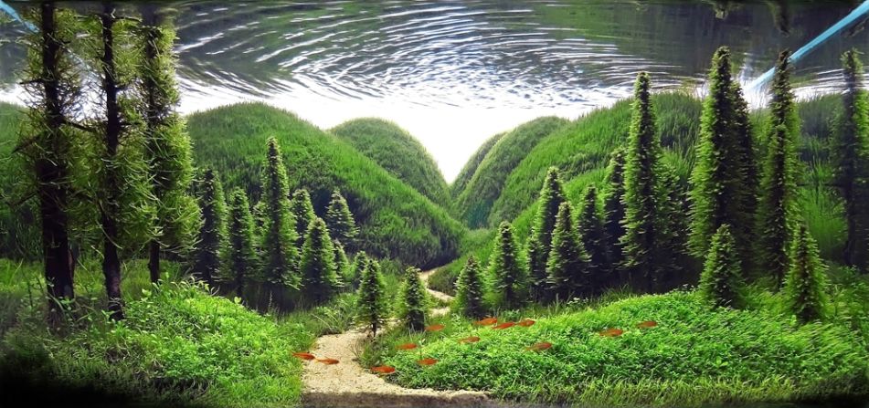 "Aquascapers" are people who create magical undersea landscapes in large fish tanks. This aquascape from a Turkish enthusiast won first place in the<a href="http://all4aquarium.ru/en/events/plant-design-contest-2013" target="_blank" target="_blank"> Planted Aquarium Design Contest</a> in 2013. It contains 150 liters of water and is pictured after four months of growth. 