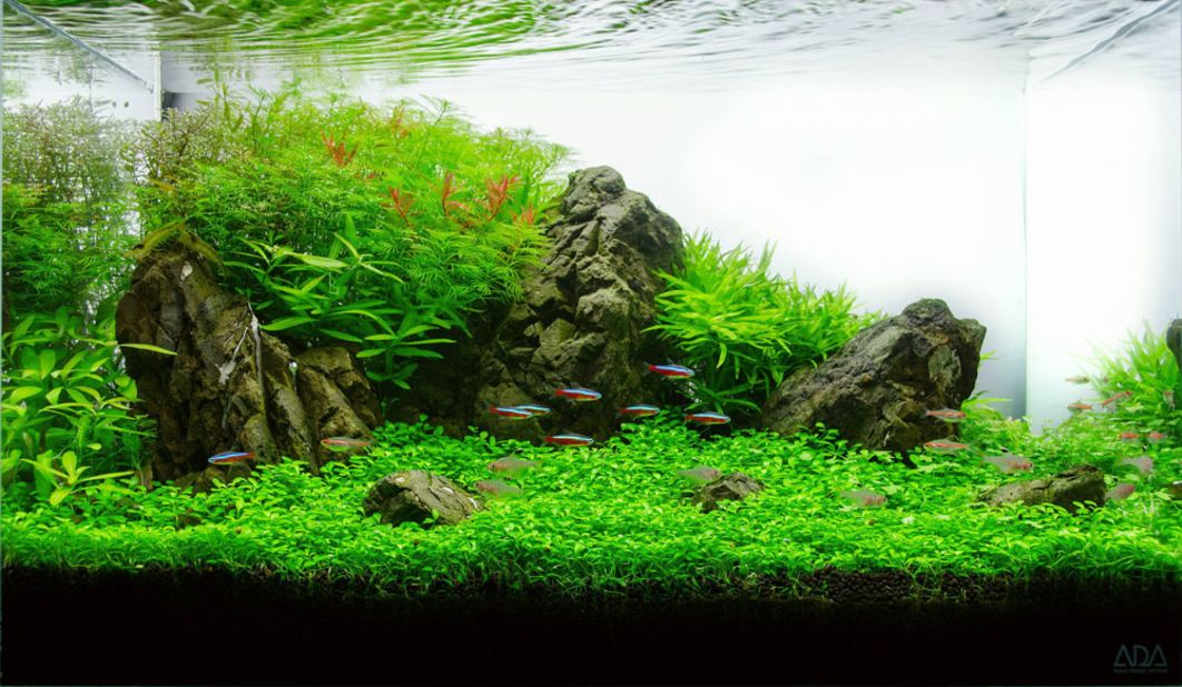 This three-month old tank recreates greenery of the Carpathian Valley. In addition to a variety of plants, there are four species of fish, including the glowlight tetra and amano shrimp.