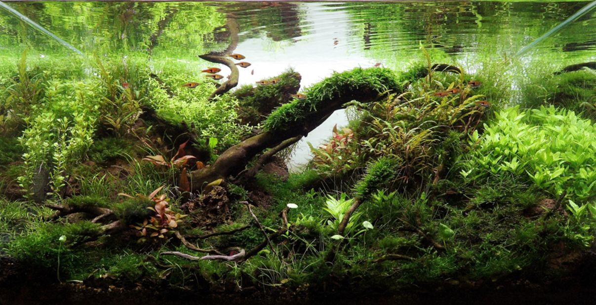 Pimp my fish tank: This is the eerie, beautiful world of aquascaping