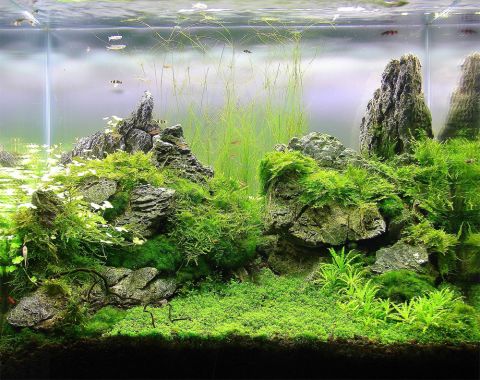 Pimp my fish tank: This is the eerie, beautiful world of aquascaping | CNN
