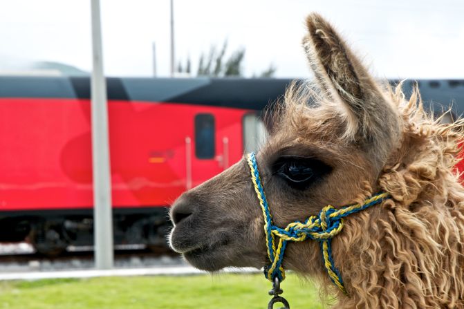 Llamas are seen throughout the Tren Crucero route.