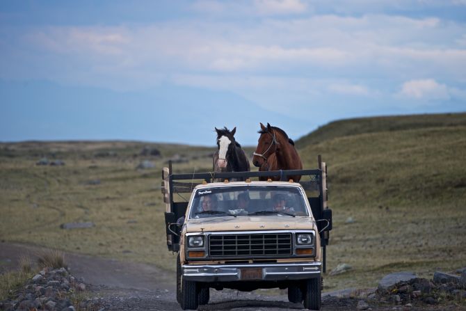 Feral horses roam the plains of Cotopaxi. Others work in the service of the chagras.