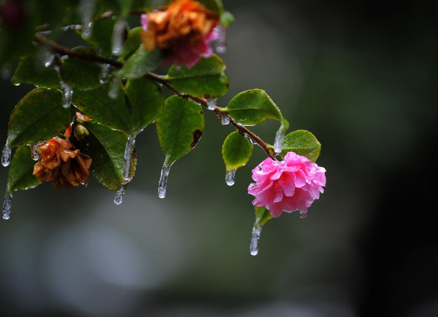 Icicles hang off a camellia bush in Savannah, Georgia's historic Forsyth Park after freezing rain hit the area on January 29.